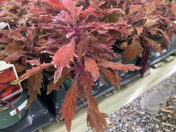 Coleus 6" - Image 5