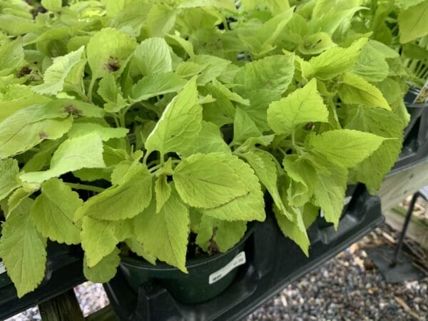 Coleus 6" - Image 7