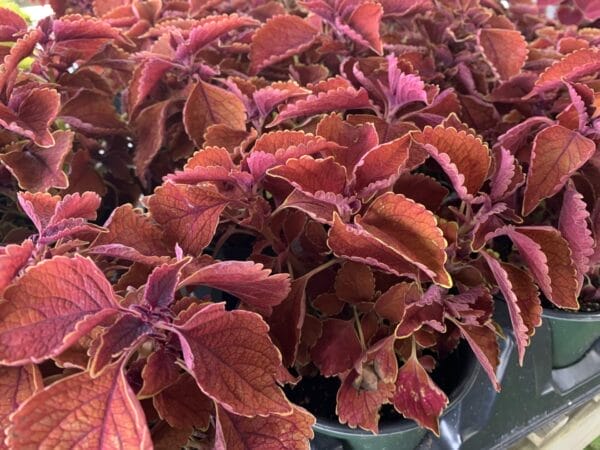 Coleus 6" - Image 2