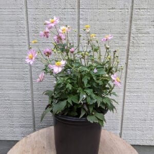 pink blooms with yellow centers