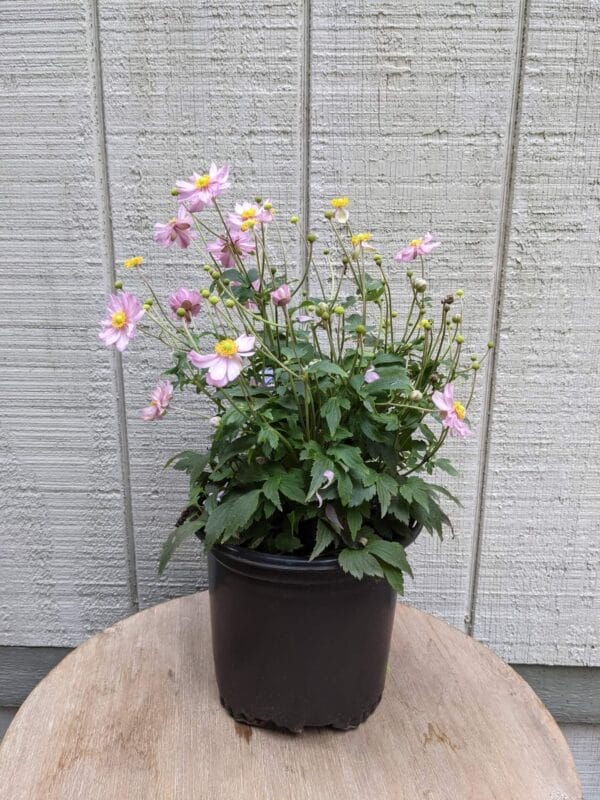 pink blooms with yellow centers