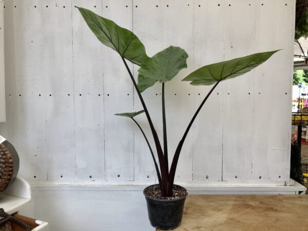 Alocasia Dark Star 6"