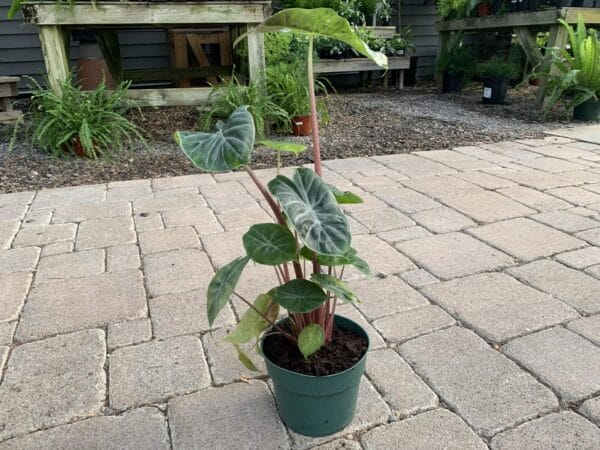 Alocasia Ivory Coast 6"