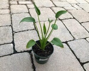 Alocasia Tiny Dancer 4"