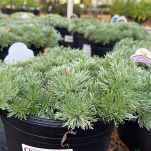 Artemisia Silver Mound 1G