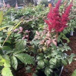 Astilbe Fanal 1G