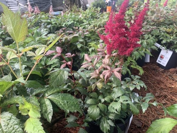 Astilbe Fanal 1G