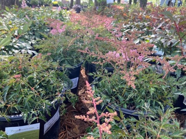 Astilbe Look at Me 1G