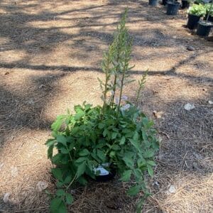 Astilbe Pink Pumila 1G
