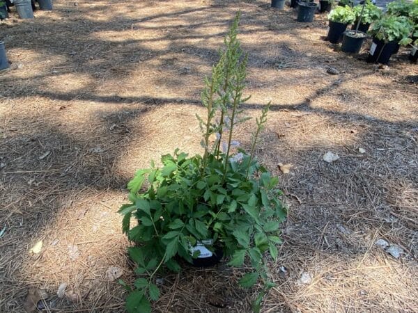 Astilbe Pink Pumila 1G