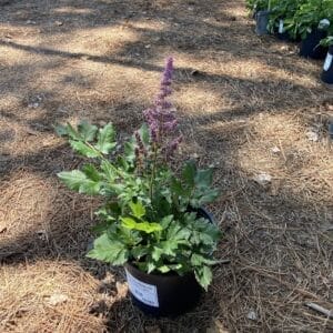 Astilbe Visions 1G