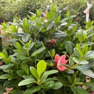 Azalea Autumn Sunburst