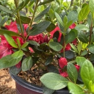 Azalea EN Autumn Bonfire 3G