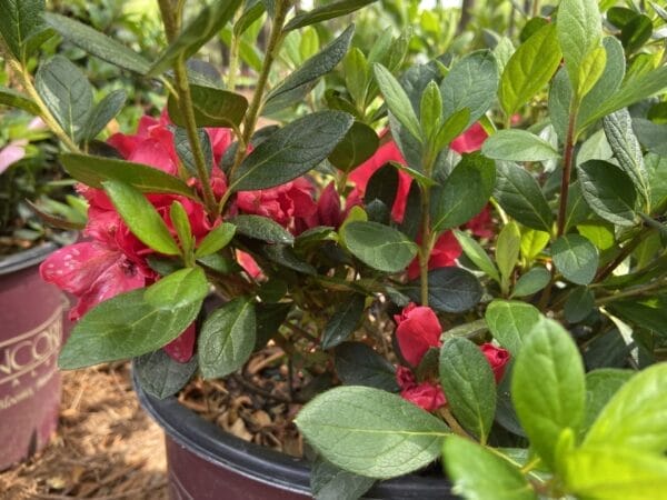 Azalea EN Autumn Bonfire 3G