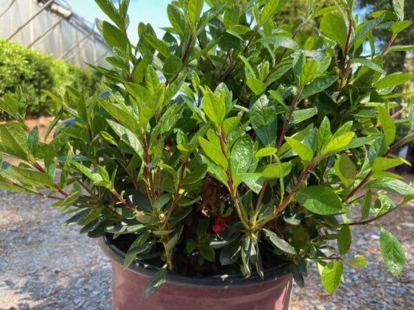 Azalea EN Autumn Fire 3G