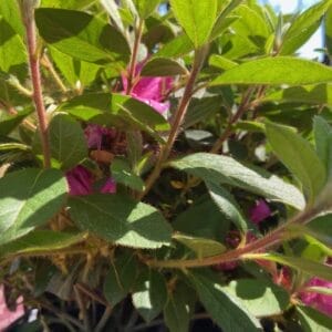 Azalea EN Autumn Royalty 3G