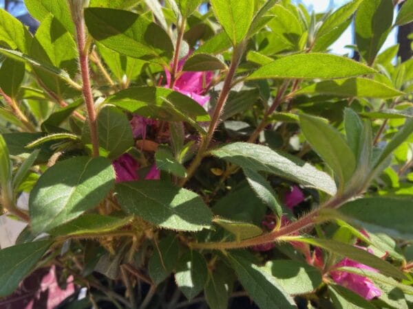 Azalea EN Autumn Royalty 3G