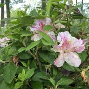 Azalea EN Autumn Twist 3G