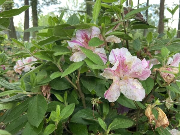 Azalea EN Autumn Twist 3G