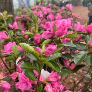 Azalea Gaiety 3G