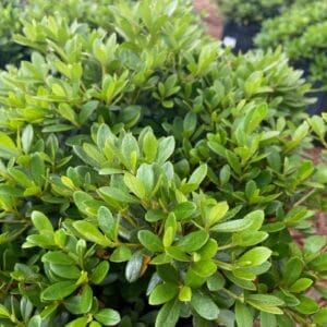 Azalea Gumpo Pink 3G