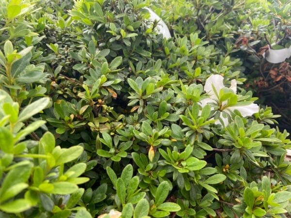 Azalea Gumpo White 3G