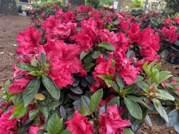 Azalea Red Ruffles 3G