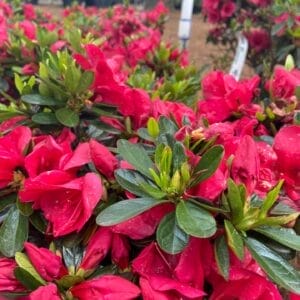 Azalea Red Slippers 3G