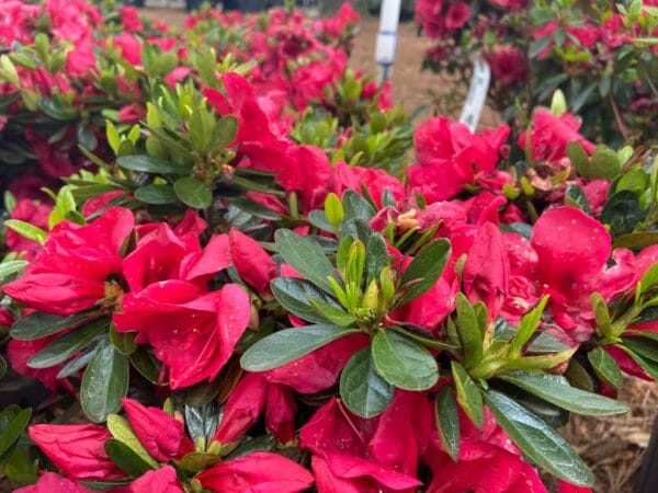 Azalea Red Slippers 3G