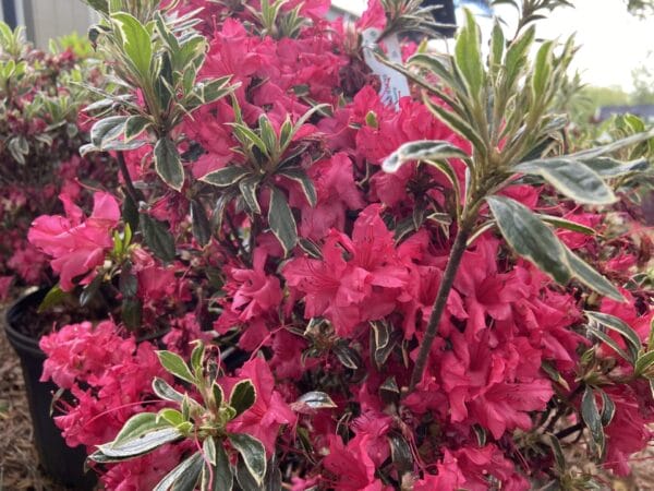 Azalea Silver Sword 3G