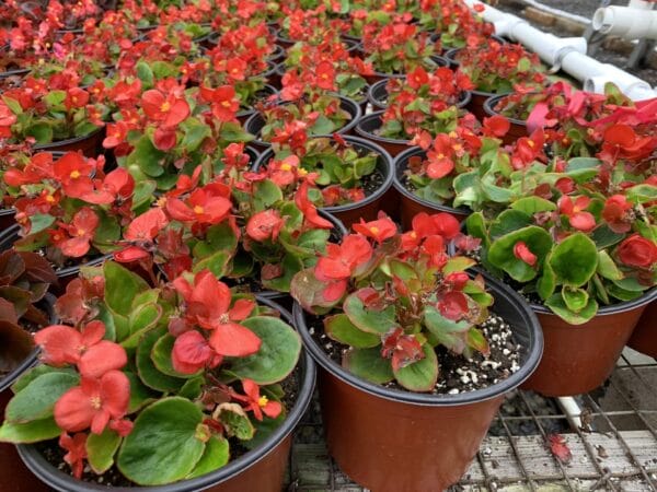 Pink, red or white flowers