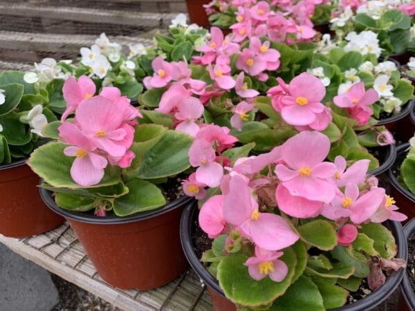 Begonia 6" - Image 4