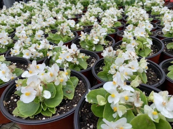 Begonia 6" - Image 3