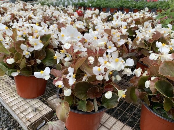 Begonia 6" - Image 5