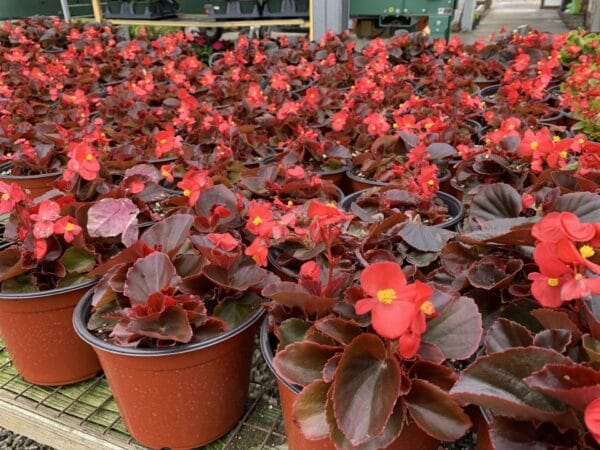 Begonia 6" - Image 2