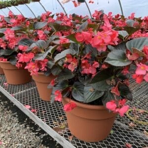 Scarlet flowers
