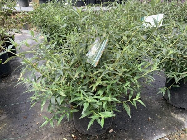 Buddleia Snow White 3G