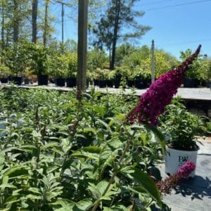 Buddleia Miss Molly 3G