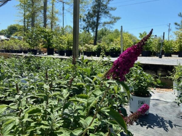Buddleia Miss Molly 3G