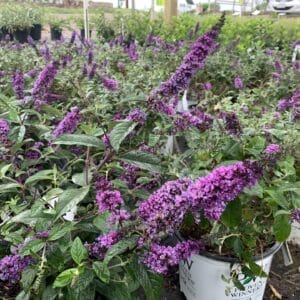Lavender blue flowers
