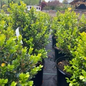 evergreen shrub