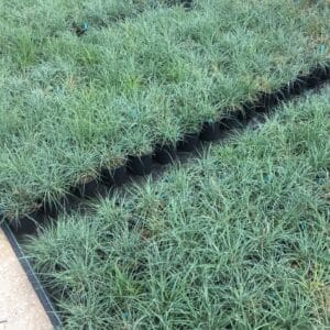 Carex Glauca Blue Zinger 1G