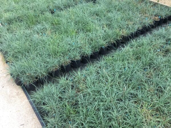 Carex Glauca Blue Zinger 1G