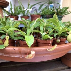Carnivorous plants