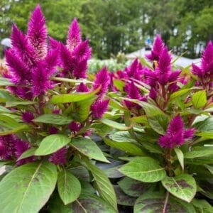 Variety vibrant flower colors