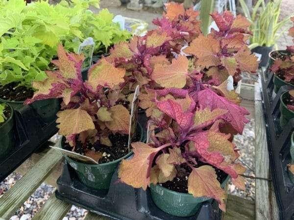Coleus 4" - Image 3