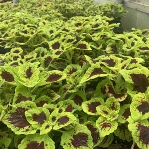 Bright beautiful foliage