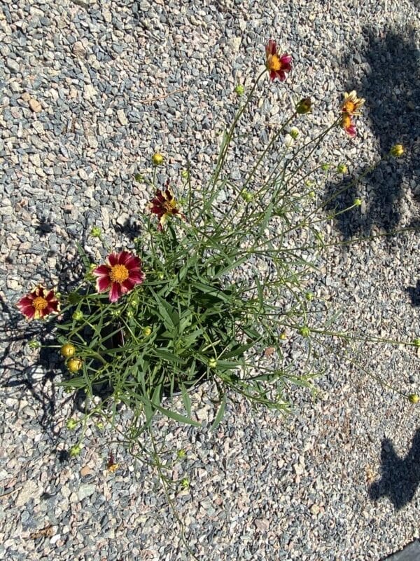 Coreopsis Mercury Rising PP 1G