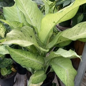 bright green foliage, dark green flecks