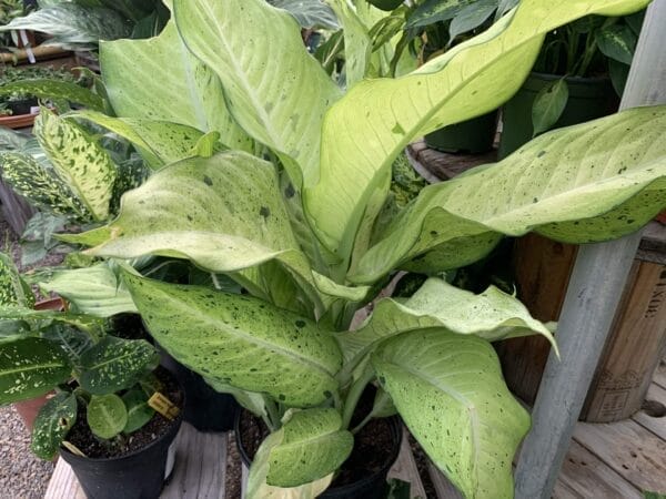 bright green foliage, dark green flecks